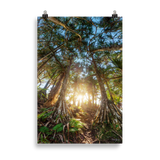 Affiche de La Réunion Forêt de Vacoas 61 × 91 cm / Sans cadre - photographie Franck Grondin